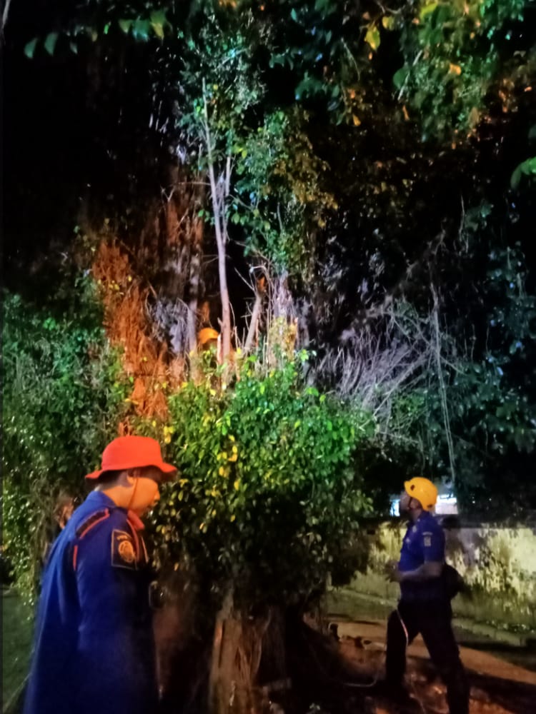 Damkarmat Jogja Panjat Pohon Beringin Alun-Alun Selatan Tengah Malam untuk  Evakuasi Drone