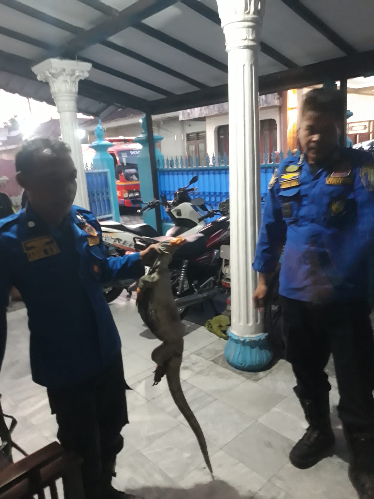 Panik Lihat Buaya di Rumah, Panggil Damkarmat Ternyata Biawak Besar